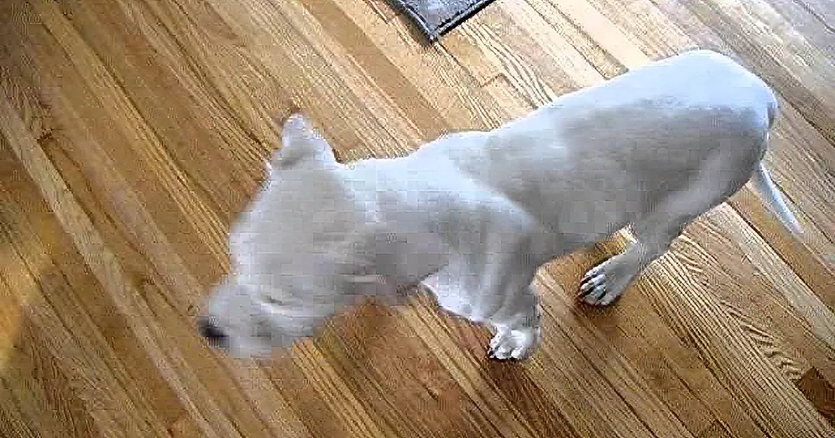 A white dog with a short coat stands on a wooden floor, looking down.