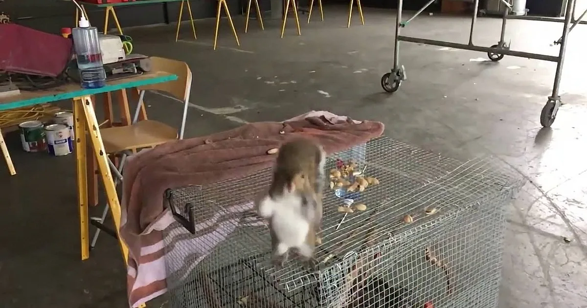 Two small monkeys are inside a metal cage, with a towel and food scattered around.