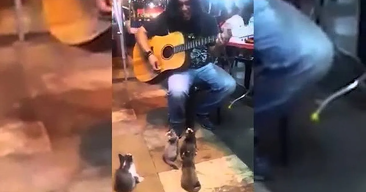 4 Kittens Sit and Listen to Musician After Everyone Else Ignores Him