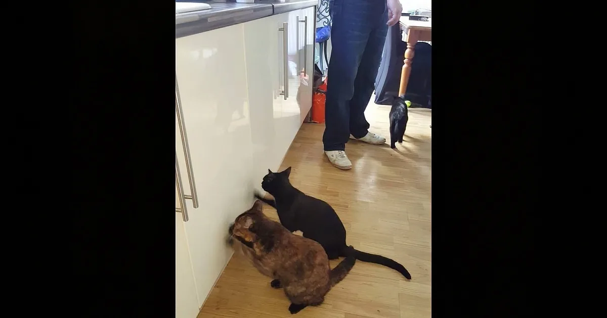 Two cats, one black and one brown, are interacting with a white cabinet in a kitchen.