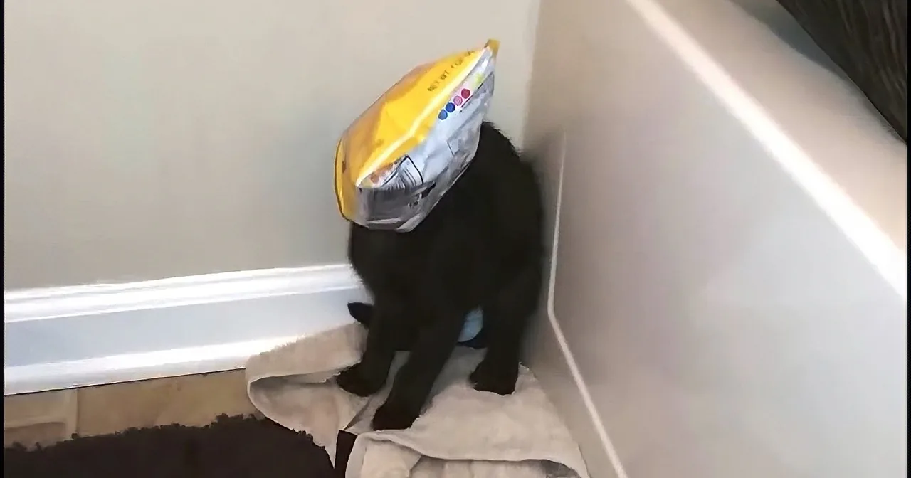 Cat Gets His Head Stuck in a Box. His Next Action Had Me Laughing and Cringing.