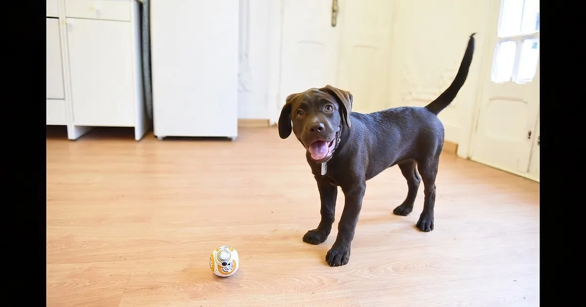A chocolate Labrador puppy stands on a wooden floor, looking at a BB-8 droid toy.
