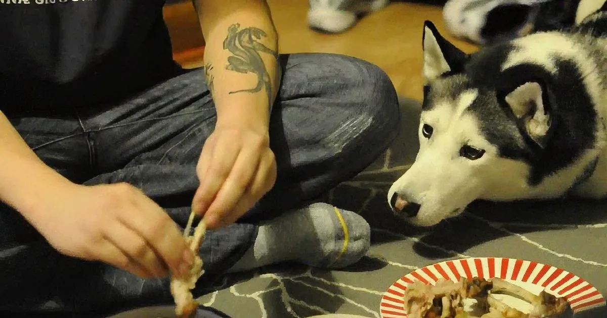 A person with a tattoo feeds a husky dog a piece of food while sitting on the floor.