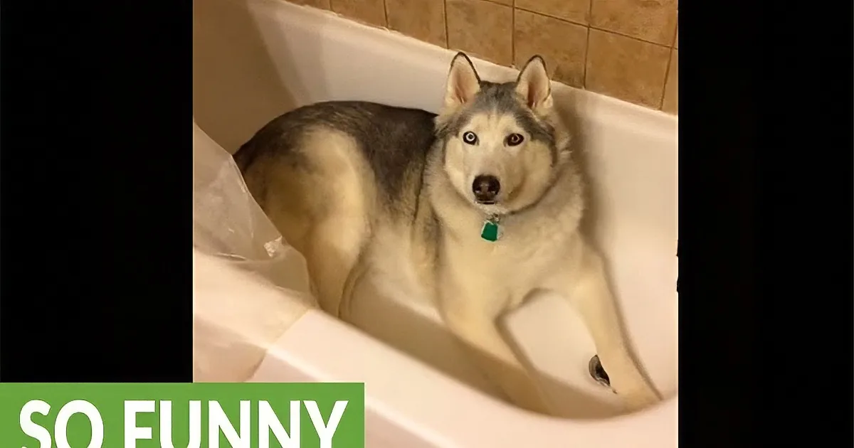 A husky dog is sitting in a bathtub with a "SO FUNNY" caption.