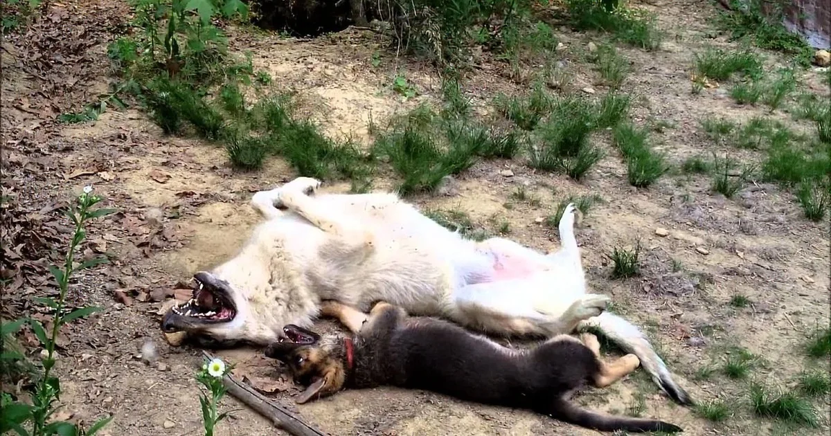 Two dogs, one white and one black, are lying on the ground, seemingly resting or playing in a grassy area.