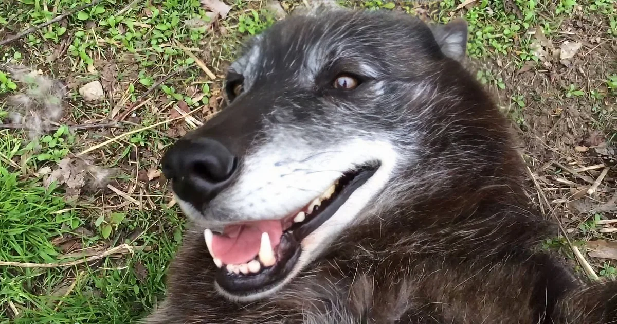 A wolf with a black and white coat is lying on grass, showing its teeth and tongue.