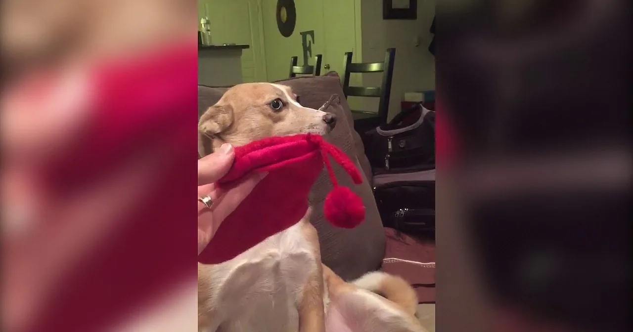 A dog is playfully interacting with a red plush toy, surrounded by a cozy indoor setting.