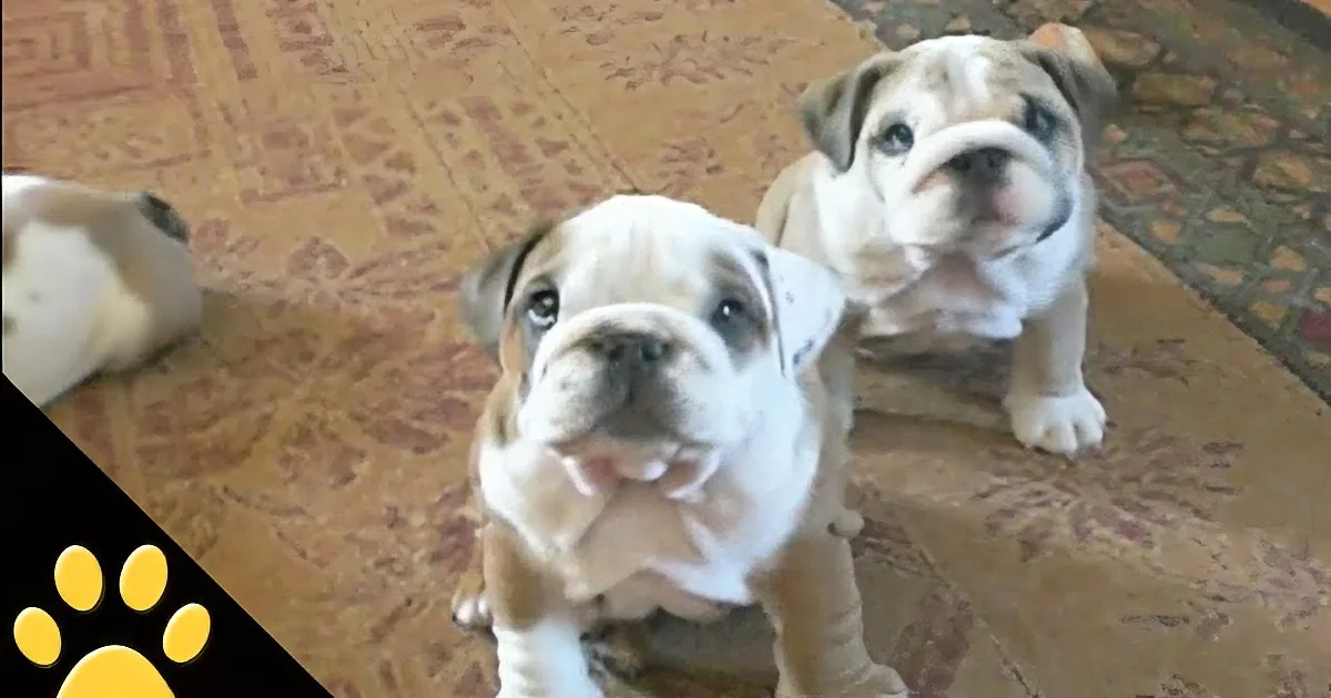 Two English Bulldog puppies are sitting on a patterned carpet, looking up with their characteristic wrinkled faces.