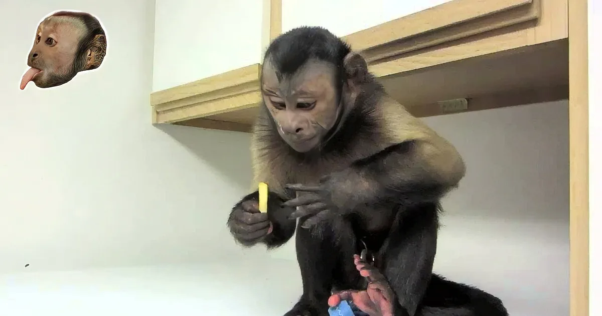 Precious Monkey Likes Bananas, but When You See What This Cutie Loves? You''ll Be in Tears!