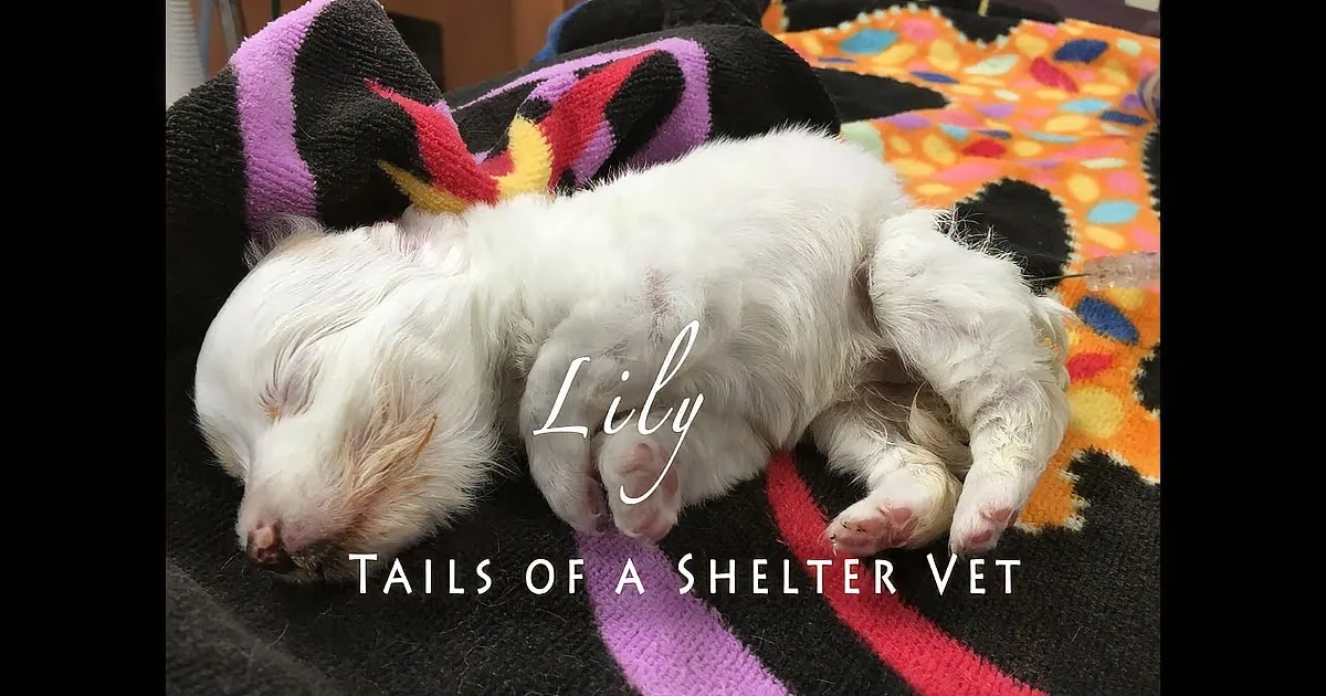 A white, fluffy puppy sleeps on a colorful blanket, with text overlay "Tails of a Shelter Vet."