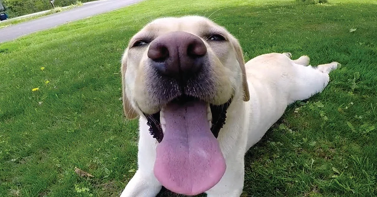 Meet Stella, the World''s Quirkiest Dog!