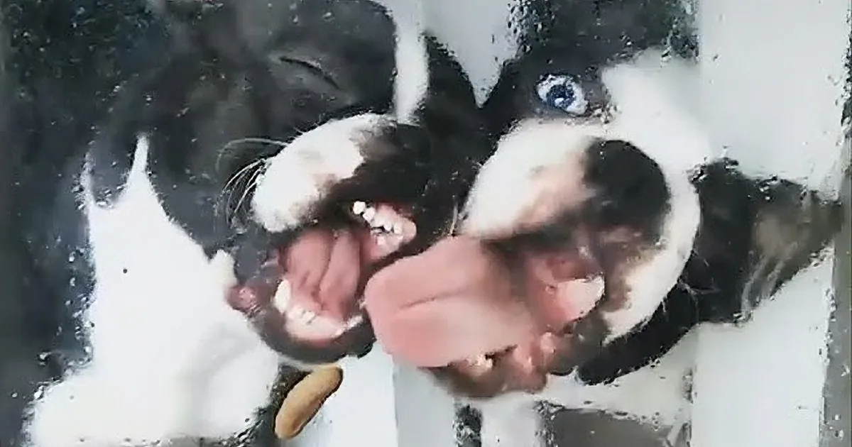 Determined Dogs Want to Eat Slug on Other Side of Window.. Hilarious!