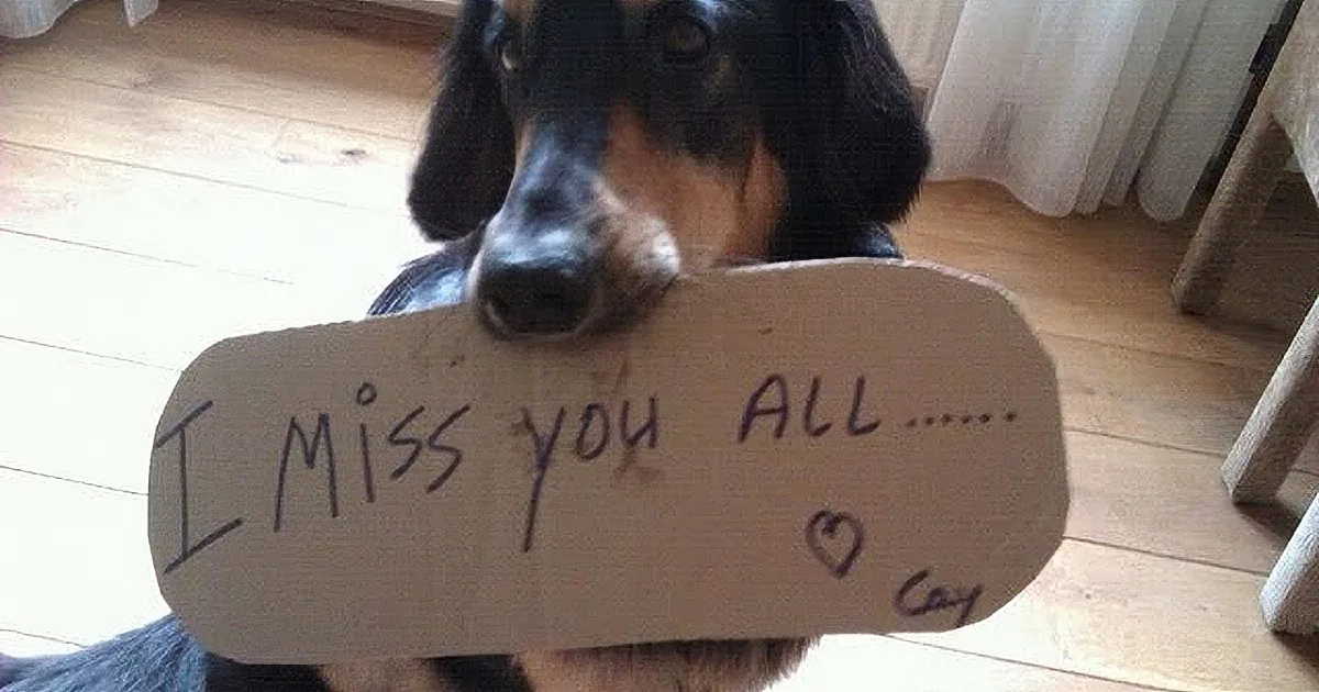 A dog holds a sign saying "I miss you all..." with a heart drawn on it.