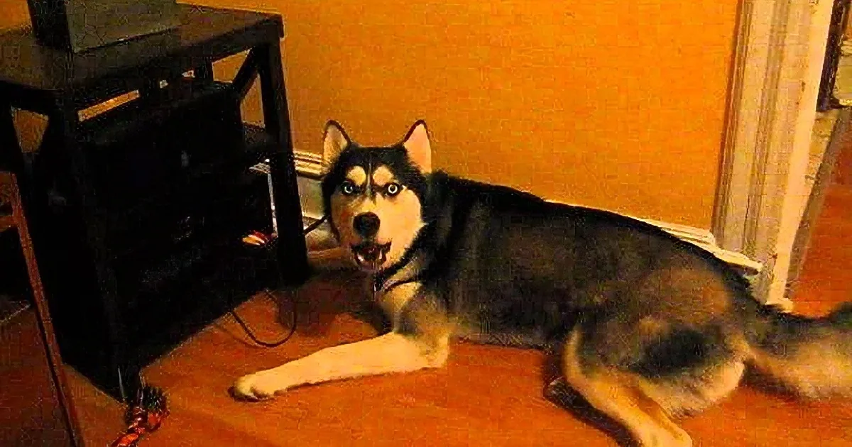 A husky dog with a black and white coat is lying on a wooden floor next to a black shelf.