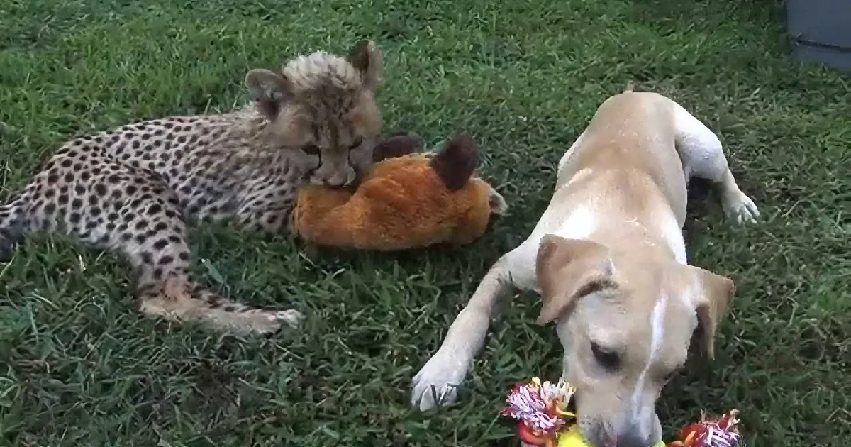 A cheetah cub and a dog play together on grass, both interacting with toys.