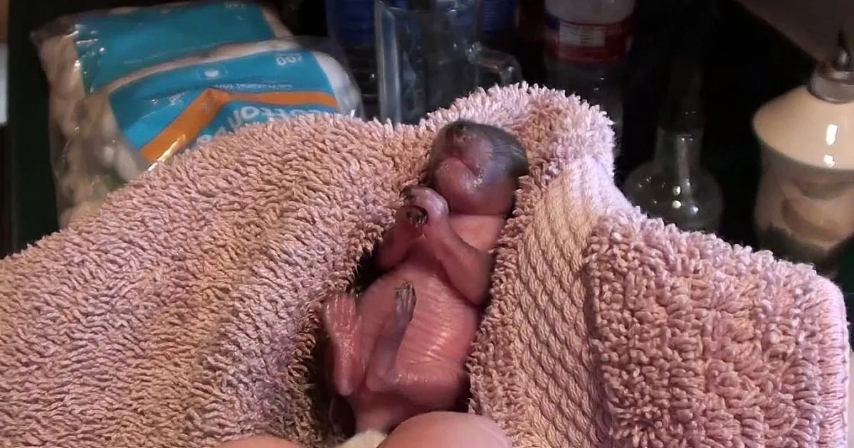 A tiny newborn animal, possibly a hedgehog, is wrapped in a soft pink towel, being held gently.