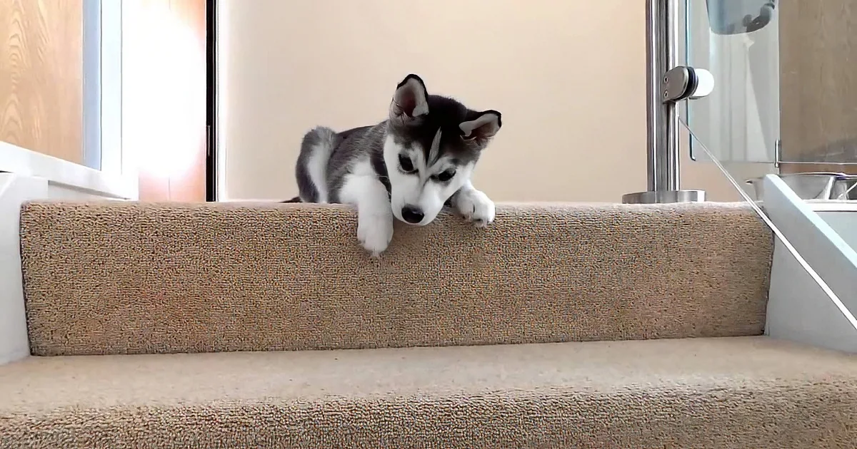 A cute Husky puppy with striking blue eyes is perched on the top of a carpeted staircase, looking down.
