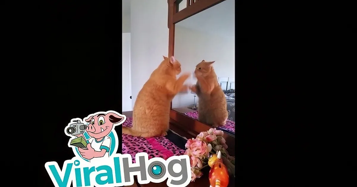 An orange tabby cat interacts with its reflection in a mirror, appearing to "fight" with itself.