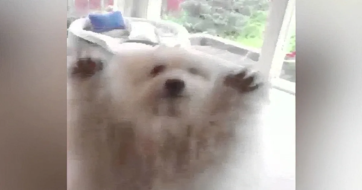 A fluffy white dog is sitting on a table, looking up with its paws resting on the edge.