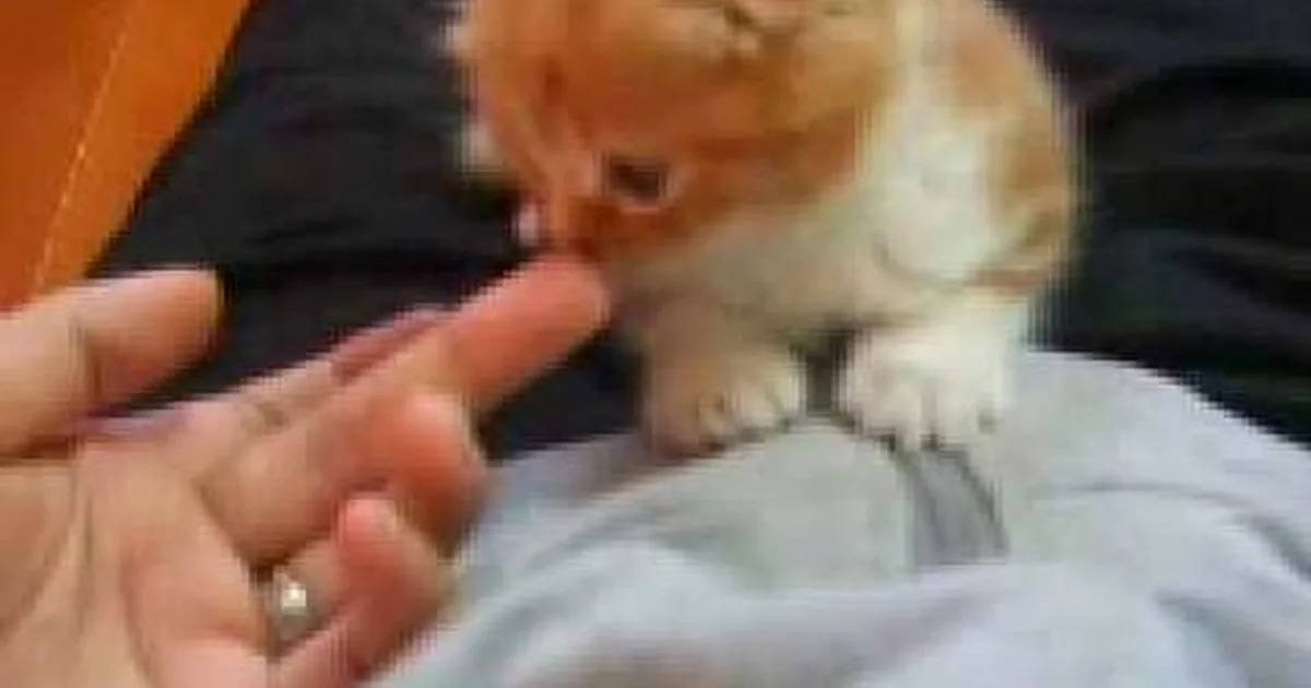 A fluffy orange kitten is playfully licking a person's finger, with a cozy indoor setting in the background.