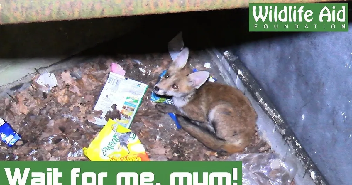 A fox lies amidst trash, surrounded by litter, with a caption suggesting it's waiting for someone.
