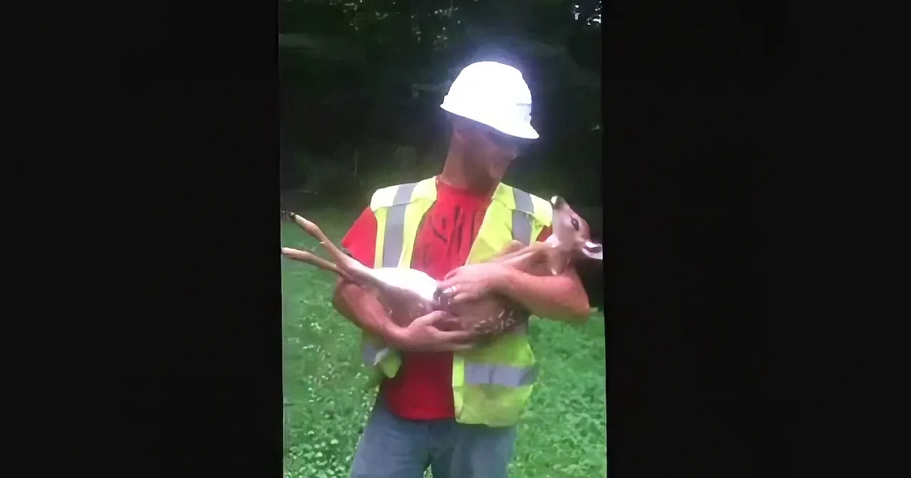 A person in a hard hat and safety vest holds a small deer in a grassy area.