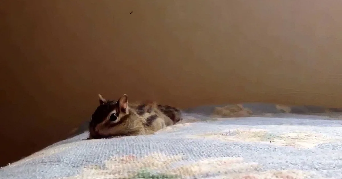 A chipmunk with striped fur is peeking out from under a piece of furniture.