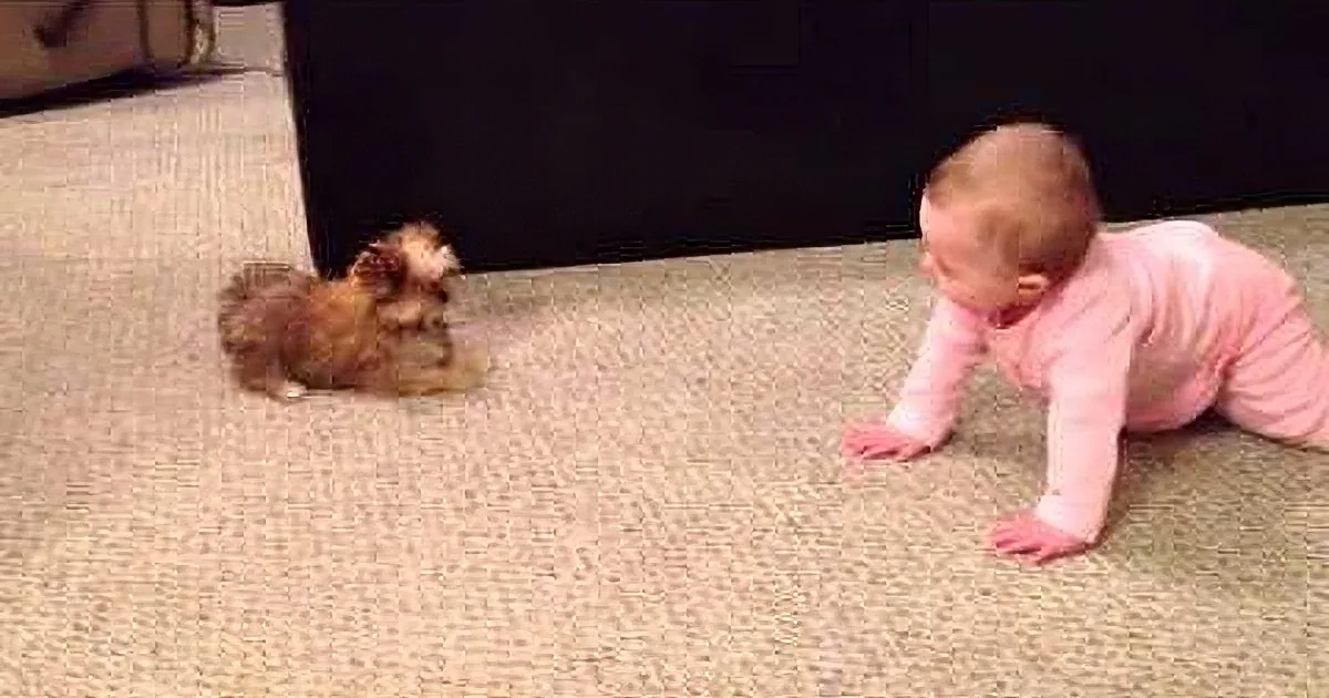 A baby in pink crawls on carpet, facing a small brown puppy sitting nearby.