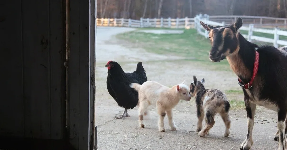A black chicken and a brown goat with a red collar are standing near a barn door.