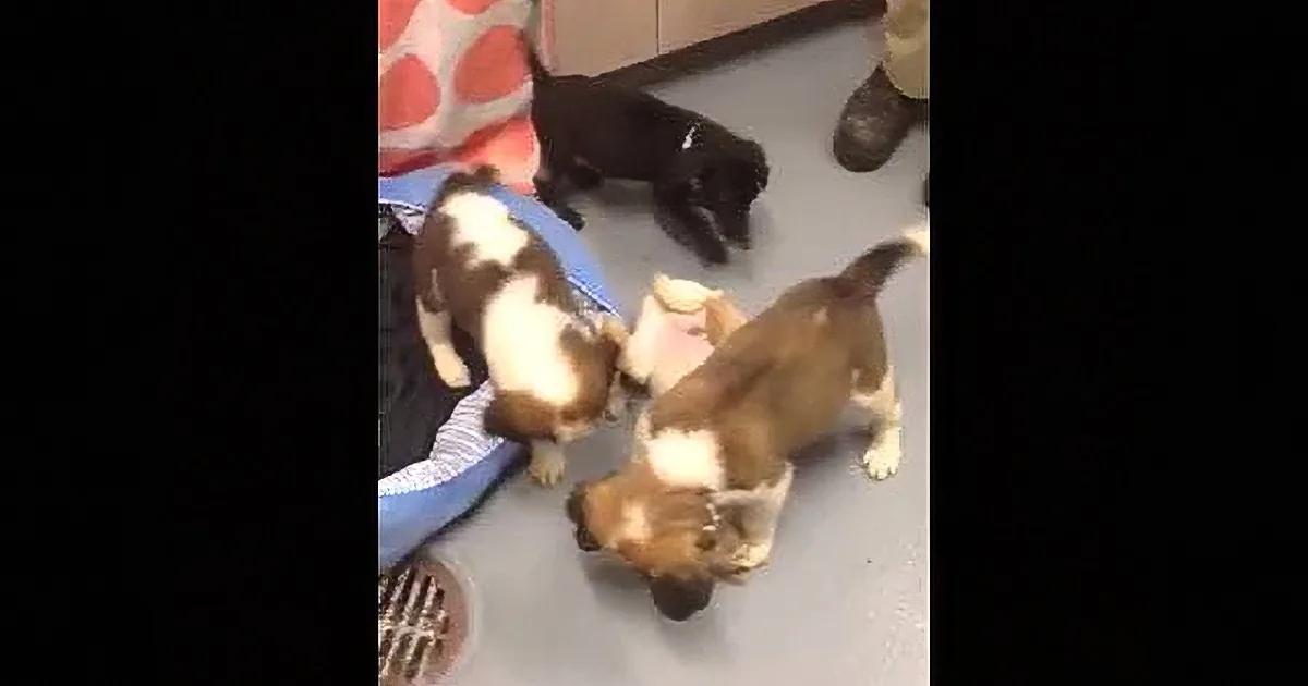 Four puppies, one in a pink shirt, are playing on the floor near a blue pet bed.