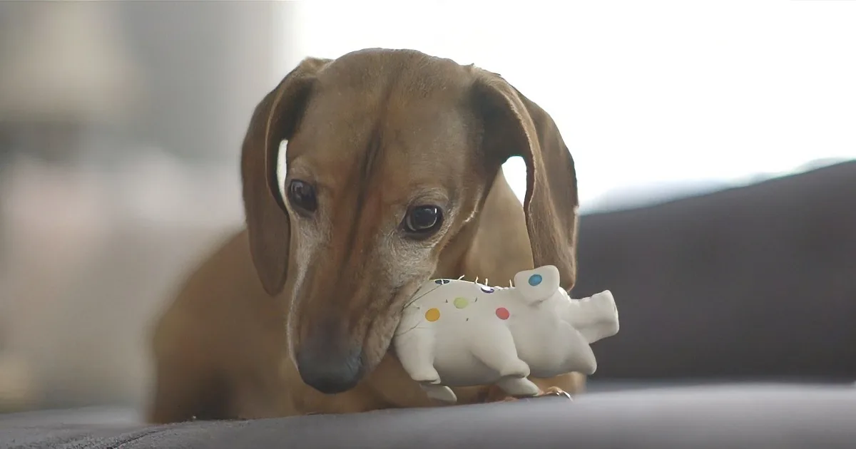 A brown dog with floppy ears holds a white toy with colorful spots in its mouth.