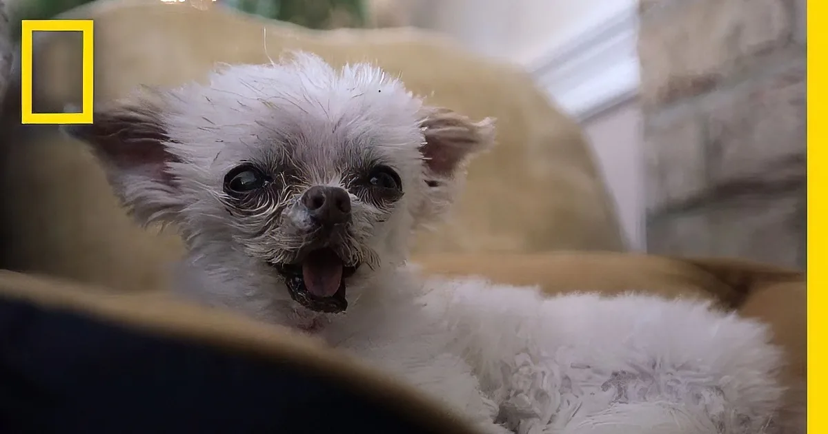 A fluffy white puppy with a surprised expression sits on a cushioned surface.