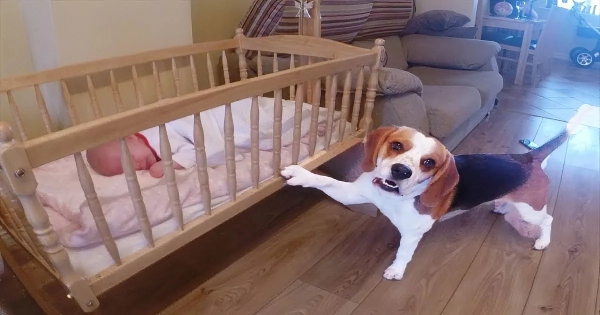 A beagle dog stands near a baby in a crib, looking at the camera.