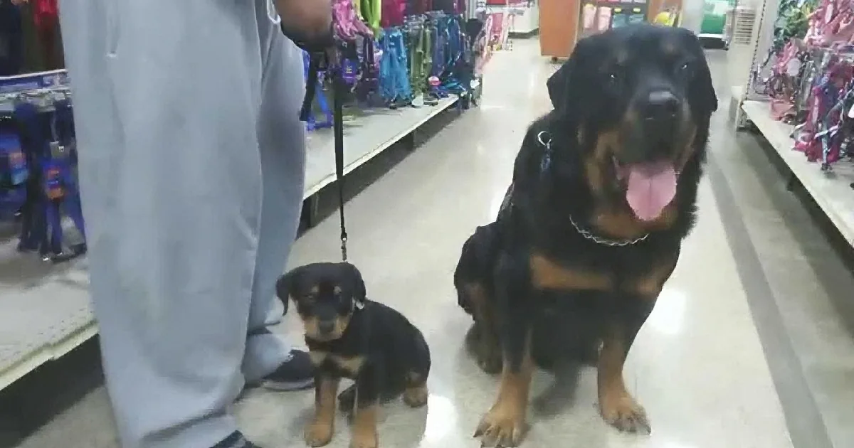 A Rottweiler and a puppy sit on a leash in a store aisle, looking happy.