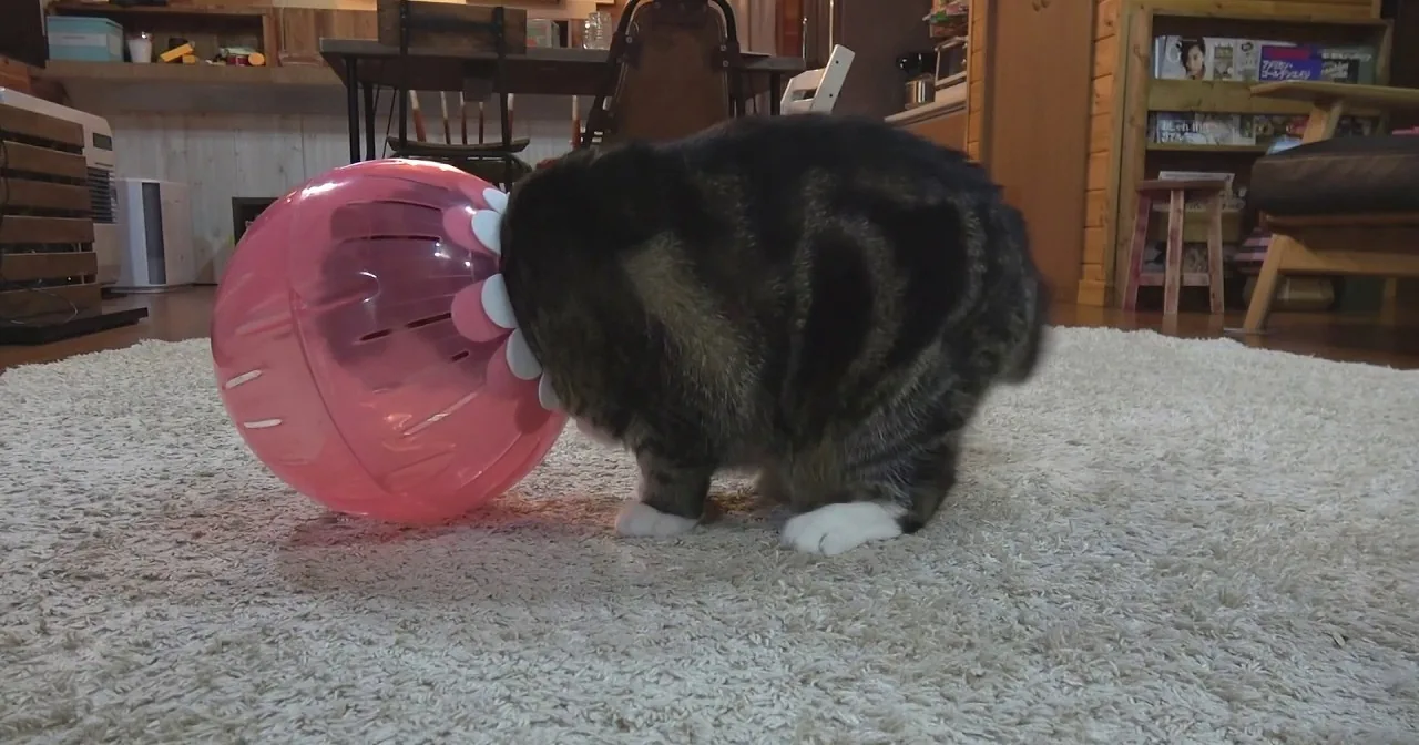 Maru the Cat Sees Giant Hamster Ball on Floor. Any Maru Fan Knows What He Does Next.