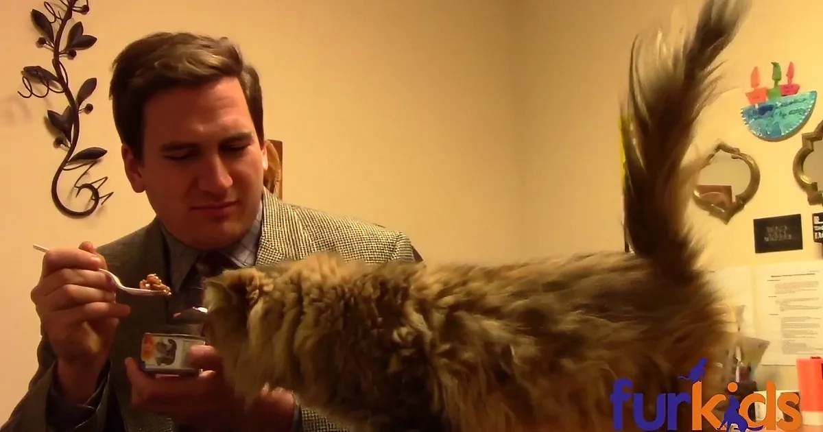 A man is feeding a fluffy cat from a small bowl, with a decorative wall in the background.