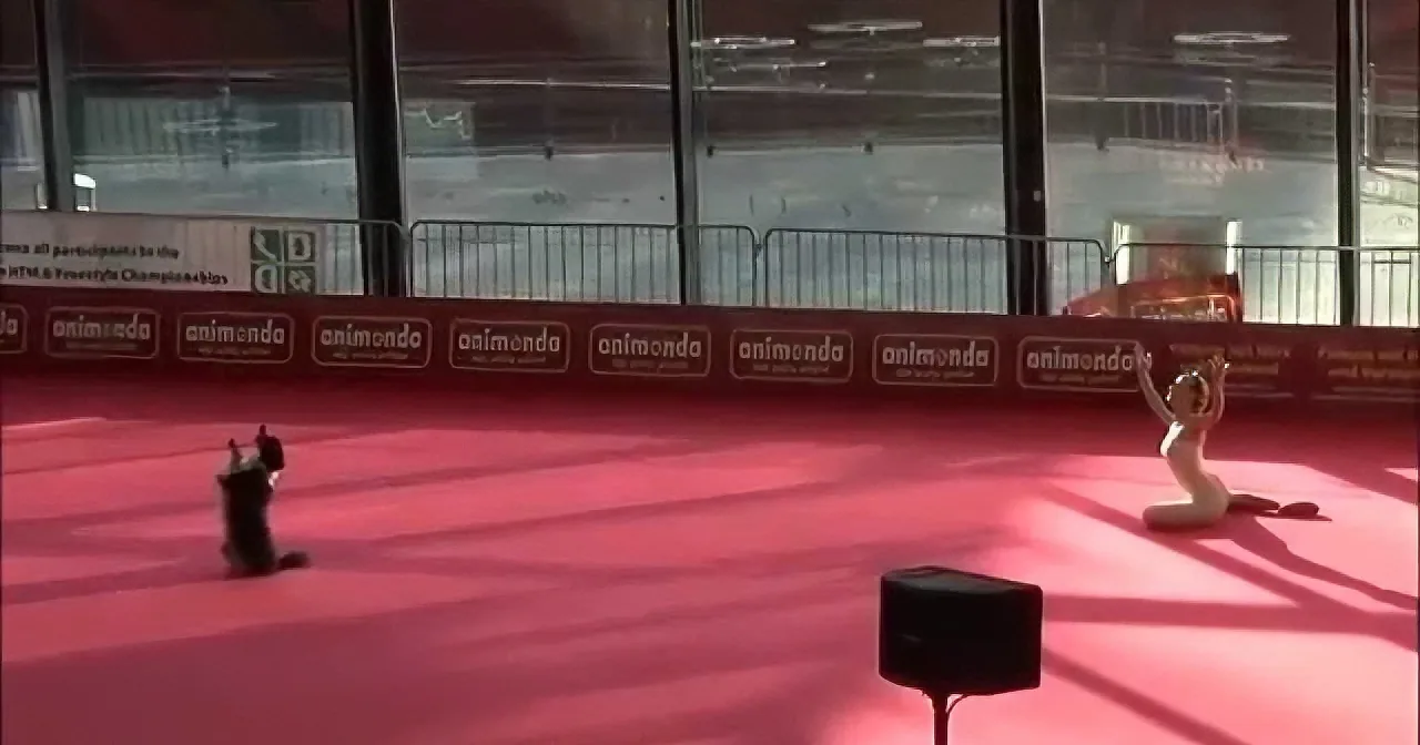 A person in a yoga pose on a red mat with "animonda" banners in the background.