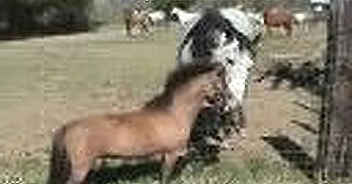 A horse with a dark mane and tail is leaning over a wooden fence, with other horses and a cow in the background.
