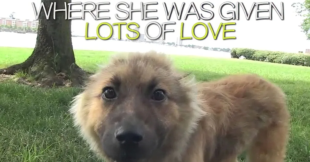 A fluffy brown dog with a sad expression stands on grass, with text above saying "WHERE SHE WAS GIVEN LOTS OF LOVE."