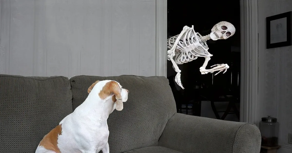 Maymo the Dog Minding His Business and a Skeleton Appears, Watch His Reaction