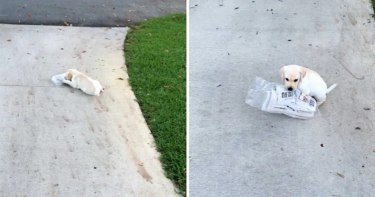 A small white puppy is lying on a concrete surface, chewing on a plastic bag.