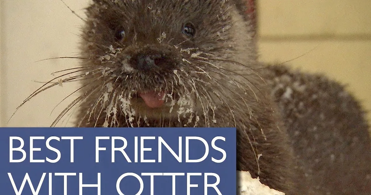 A close-up of a wet otter with its mouth open, surrounded by text.