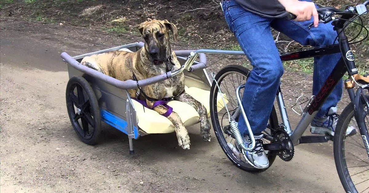 A dog sits calmly in a bicycle cargo cart while a person rides the bike.