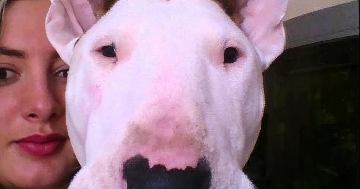 A close-up of a white dog with a pink nose and a woman's face partially visible beside it.