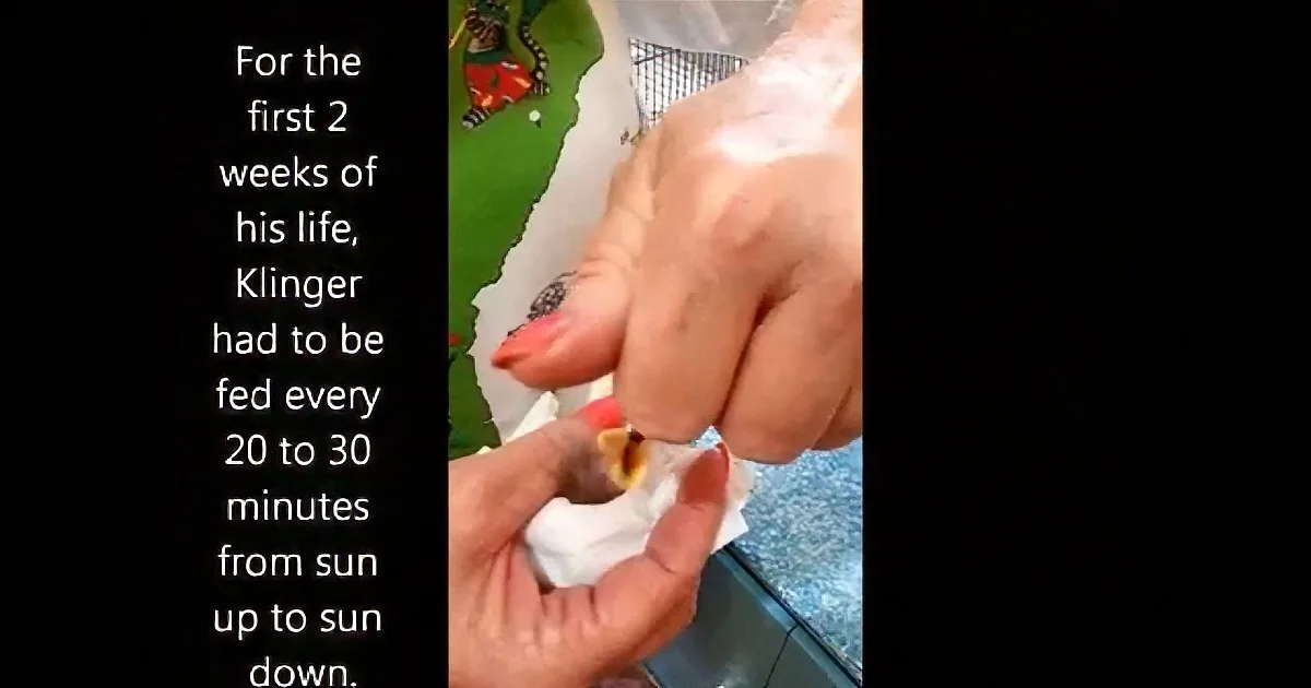 A person feeds a baby animal, with text mentioning feeding frequency and duration.