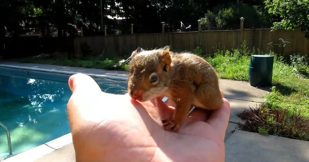 A squirrel sits on a person's hand near a pool, surrounded by greenery and a wooden fence.