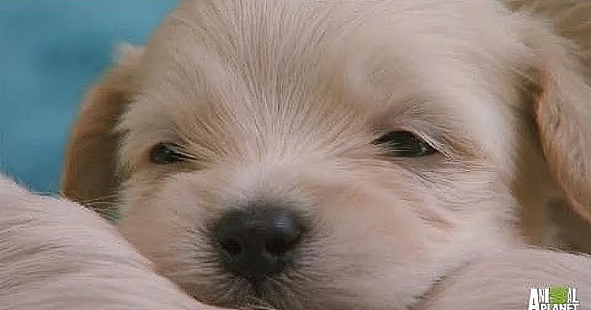 Mama Dog Can''t Figure out Why Her Pup Is Whining! the Reason Why Will Leave You Smiling!