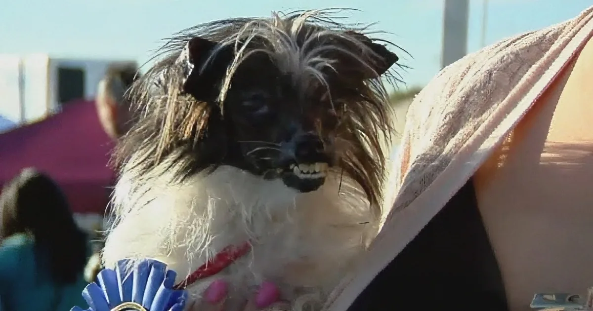 A small, fluffy dog with a blue ribbon around its neck is being held by a person.