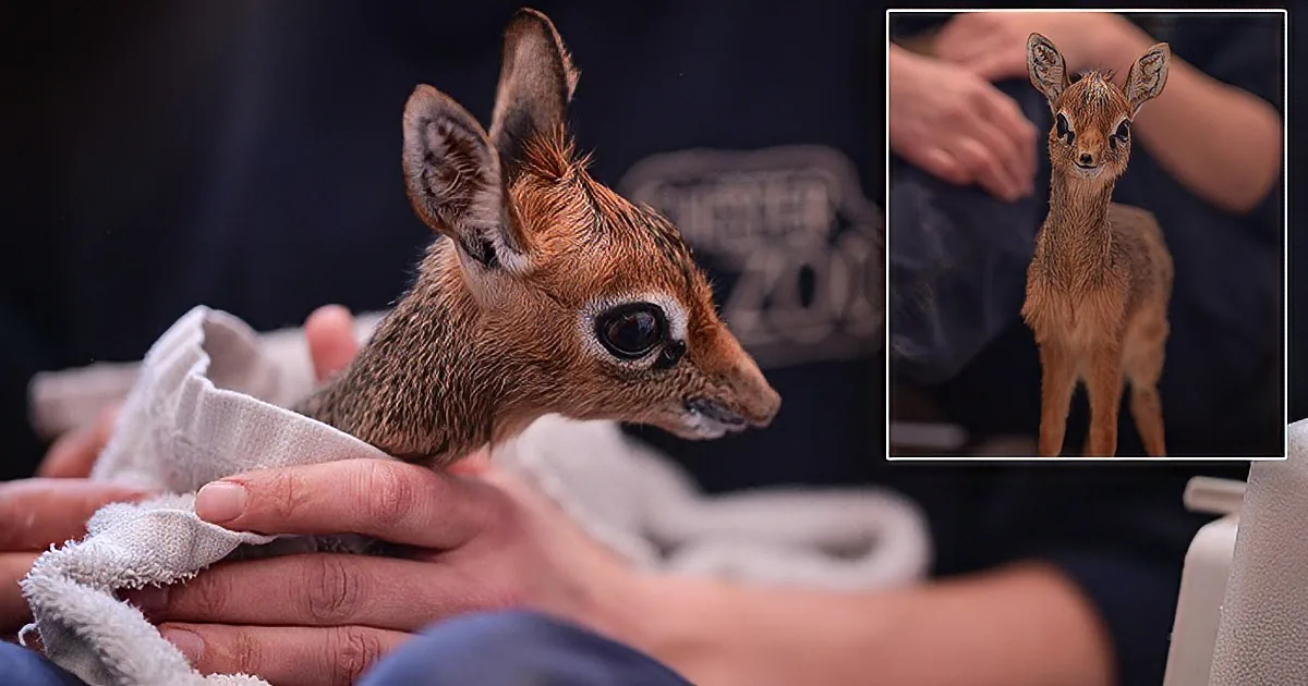 Orphaned Baby Antelope Is Too Tiny for Zoo Weighing Scales (Try Guessing How Big He Really Is)