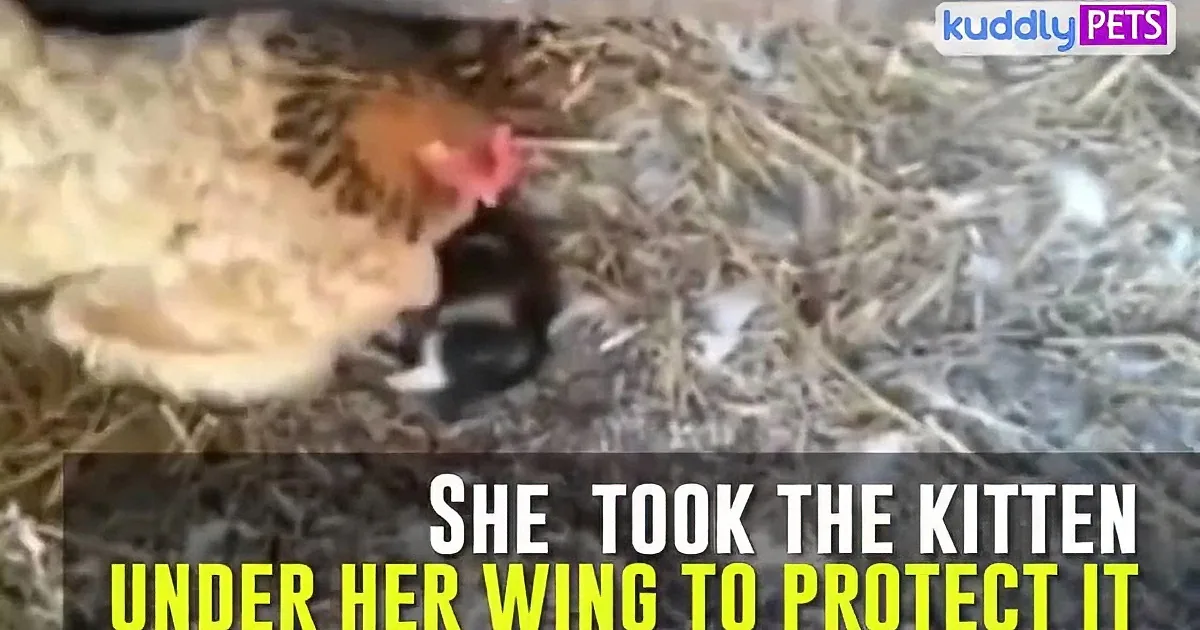A hen cradles a kitten under her wing, protecting it from harm.